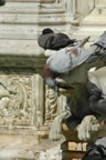 Siena: Piazza del Campo: Fonte Gaia (74kb)
