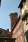 Lucca: Torre dei Guinigi (85kb)