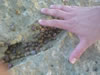 Playa Kanoa: gekleurde schelpjes (68kb)