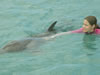 Zwemmen met dolfijnen (43kb)