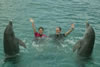 Zwemmen met dolfijnen (55kb)
