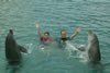 Zwemmen met dolfijnen: de dolfijnen zwaaien wanneer wij zwaaien (54kb)