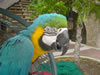 Papagaai in het Riffort (65kb)
