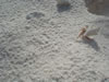 Playa Cas Aboa: heremietkreeftje (73kb)