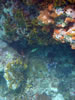 Playa Cas Aboa: snorkelen (84kb)