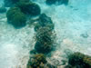 PortoMari baai: Staghorn Koraal (77kb)