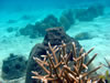 PortoMari baai: Staghorn koraal (68kb)