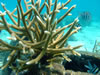 PortoMari baai: Staghorn koraal met Sergent Major vissen (81kb)