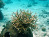 PortoMari baai: Staghorn Coral met French Grunt vis (86kb)
