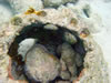 PortoMari baai: waarschijnlijk een Steenvis (67kb)