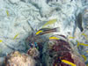 PortoMari baai: Het kleine groen-wit-blauwe visje is een Bluehead Wrasse (89kb)