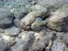 PortoMari baai: waarschijnlijk een Steenvis (93kb)