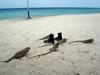 PortoMari strand: Leguanen (57kb)