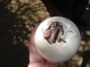 Struisvogelfarm: dit struisvogeltje is bezig uit zijn ei te kruipen (35kb)