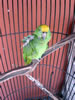 Struisvogelfarm: papagaai (83kb)