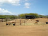 Struisvogelfarm: Zwartbuik schapen (52kb)