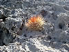 Sint Jorisbaai: cactus (102kb)