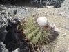 Sint Jorisbaai: cactus (105kb)