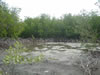 Mangroves in de buurt van Santa Cruz (84kb)