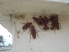 Kakkerlakken (37kb)