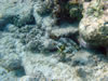 Snorkelen Playa Kalki: Smooth trunkfish (105kb)