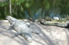 Myombe Reserve: Alligators (109kb)