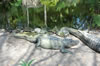 Myombe Reserve: Alligators (120kb)