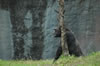 Myombe Reserve: chimpanzees  (63kb)