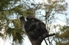 Myombe Reserve: chimpanzees  (79kb)