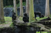 Myombe Reserve: chimpanzees  (109kb)