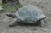 Edge of Africa: turtle (103kb)