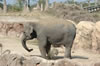 Edge of Africa: Elephant (109kb)