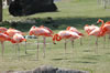 Rhino rally: Flamingos (103kb)