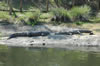 Alligators (130kb)