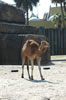 Myombe Reserve: Camel (92kb)