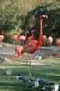 Flamingo Island (89kb)