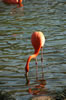 Flamingo Island (87kb)