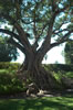 Huge tree in the garden of the Biltmore Hotel (142kb)