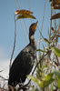 Double-crested Cormorant (70kb)