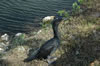 Double-crested Cormorant (113kb)