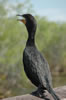 Double-crested Cormorant (42kb)