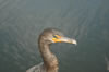 Double-crested Cormorant (27kb)