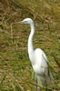 Great Egret (105kb)