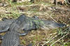 Alligators (193kb)