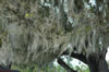 Everglades (142kb)