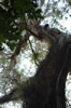 Tree at the Gumbo Limbo trail (129kb)