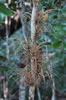 Bromeliaceae (82kb)