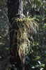 Bromeliaceae (113kb)