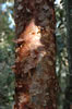 Gumbo Limbo tree (89kb)