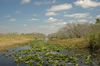 Airboat ride through the Everglades (87kb)